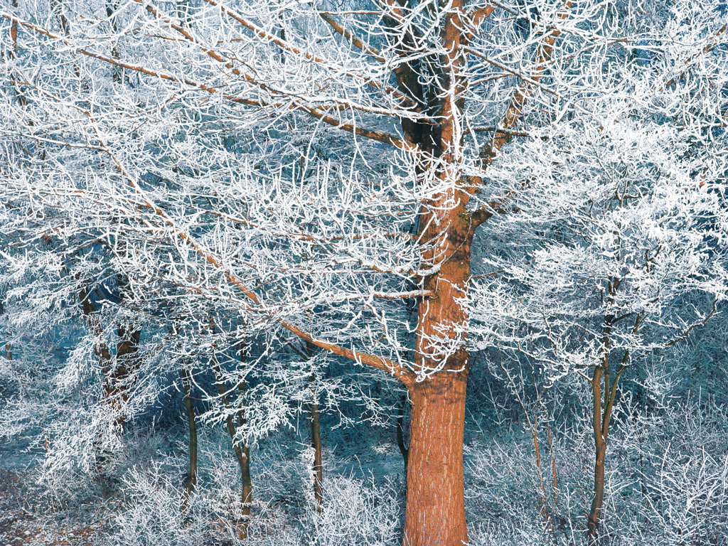 Bäume im Winter wie Träume vom Dahinter.