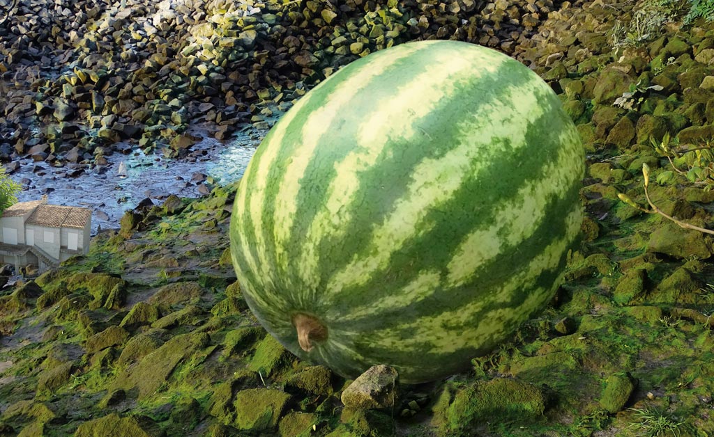 Melone ohne Bohne  |  Melon or lemon   |  Sandia o sangria